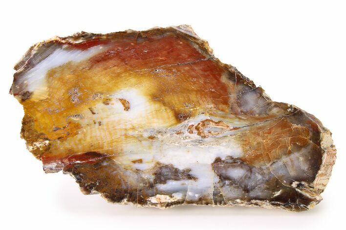 Colorful Hubbard Basin Petrified Wood Slab - Nevada #322726
